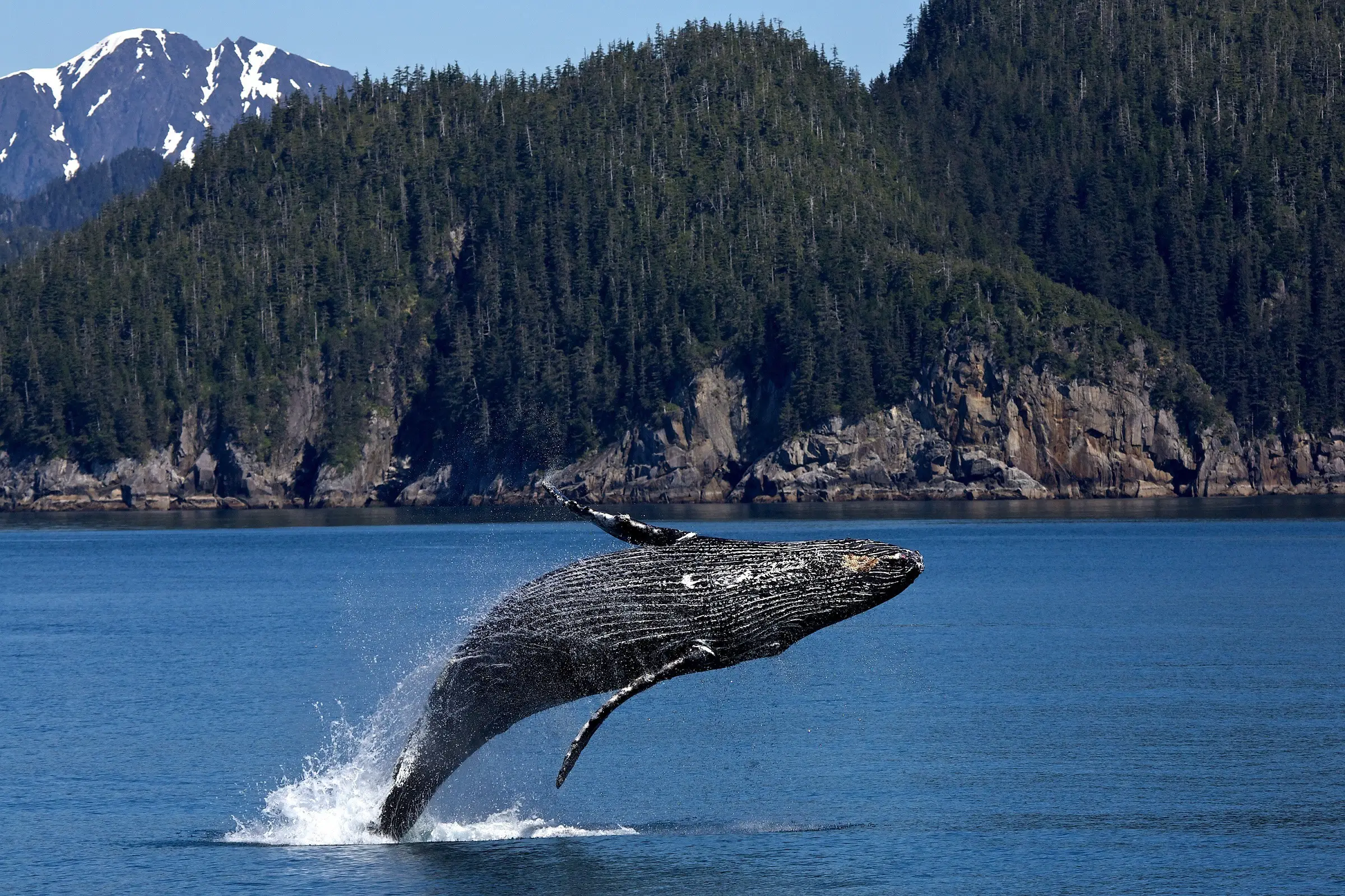 7 Best Binoculars for Optimal Whale Watching Experience